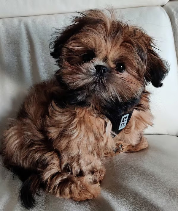 Boxer, male Shih Tzu puppy, non-shedding, family-raised, and AKC registered.