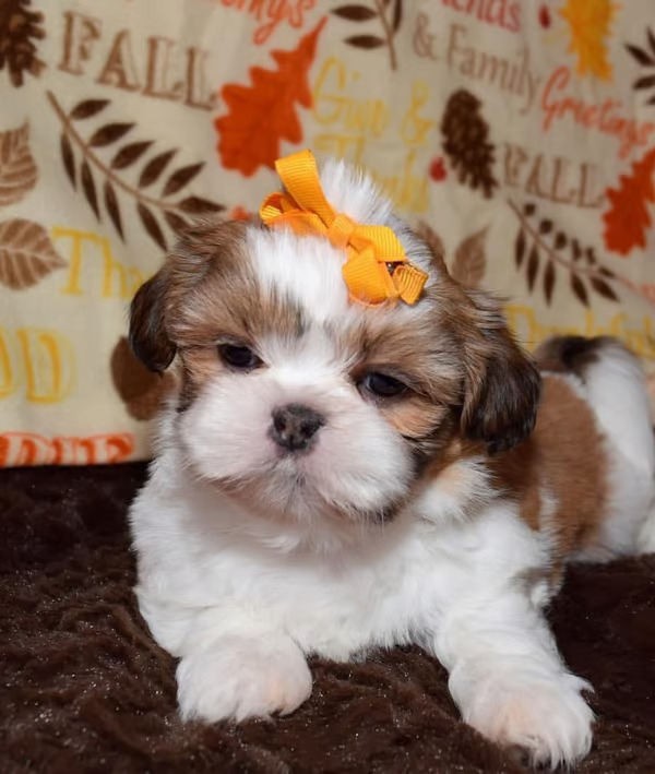 Cookie, female Shih Tzu puppy for sale, non-shedding, AKC registered, playful, and affectionate.
