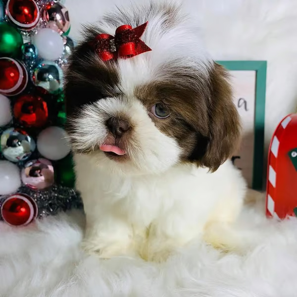 Pickles, Female Shih Tzu puppy for sale AKC registered Shih Tzu puppy, no shedding, family-raised, playful.