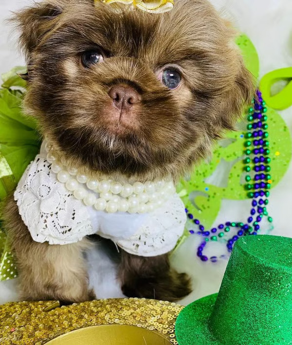 Princess, Female Shih Tzu Puppy for Sale, Happy and Sociable