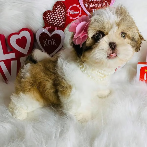 Sparky, female Shih Tzu Puppy for sale AKC registered Shih Tzu puppy, no shedding, friendly, family-raised.