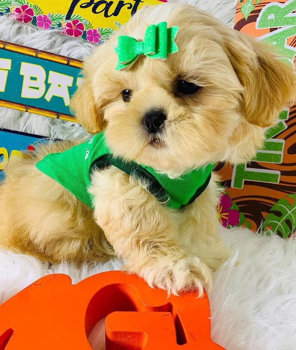 Sweetie, Female Shih Tzu Puppy, Friendly and Loving