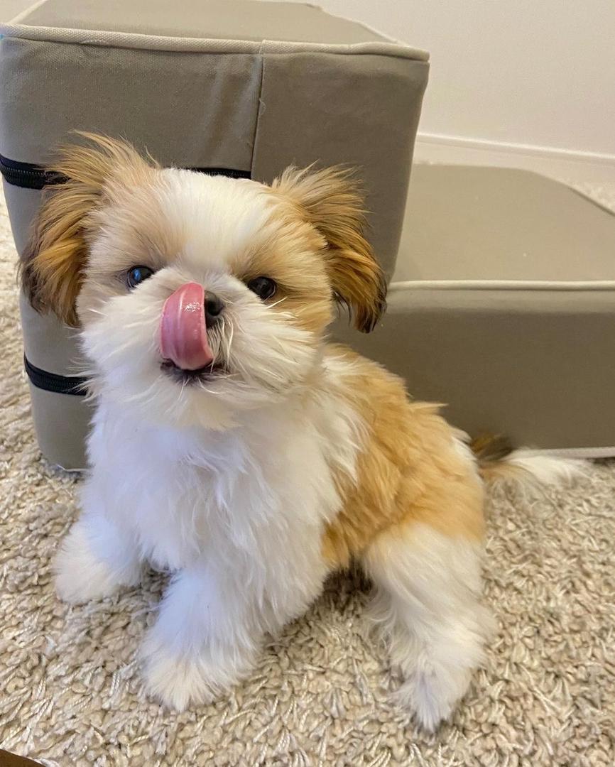 Bentley, male Shih Tzu puppy for sale AKC registered Shih Tzu puppy, healthy, playful, and friendly.