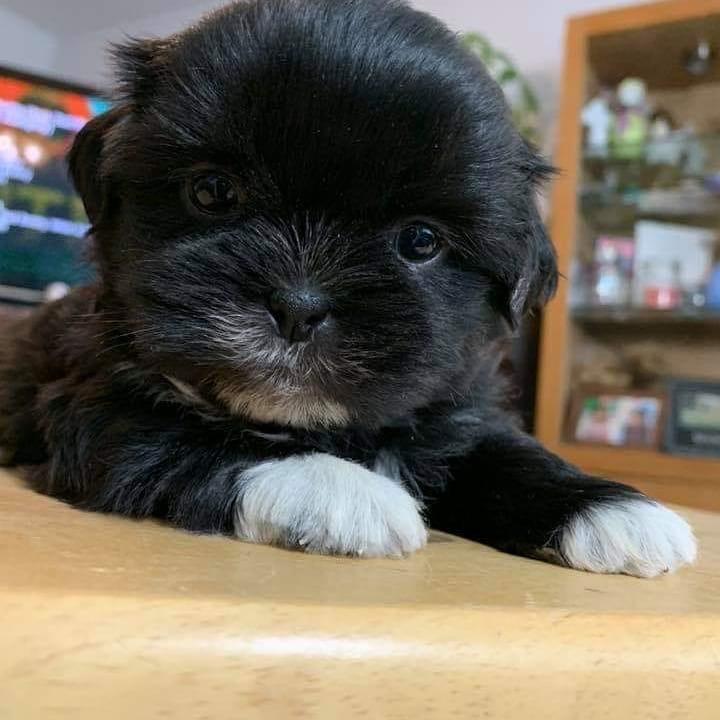 Bobby, playful male Shih Tzu puppy for sale, AKC registered, raised in a family environment.