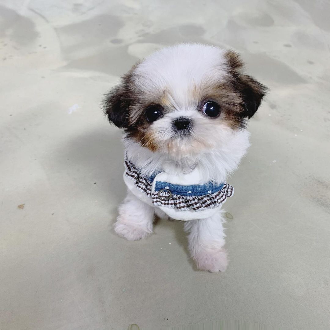 Louie (8), female Shih Tzu Puppy for Sale AKC registered Shih Tzu puppy, playful, non-shedding, loving.