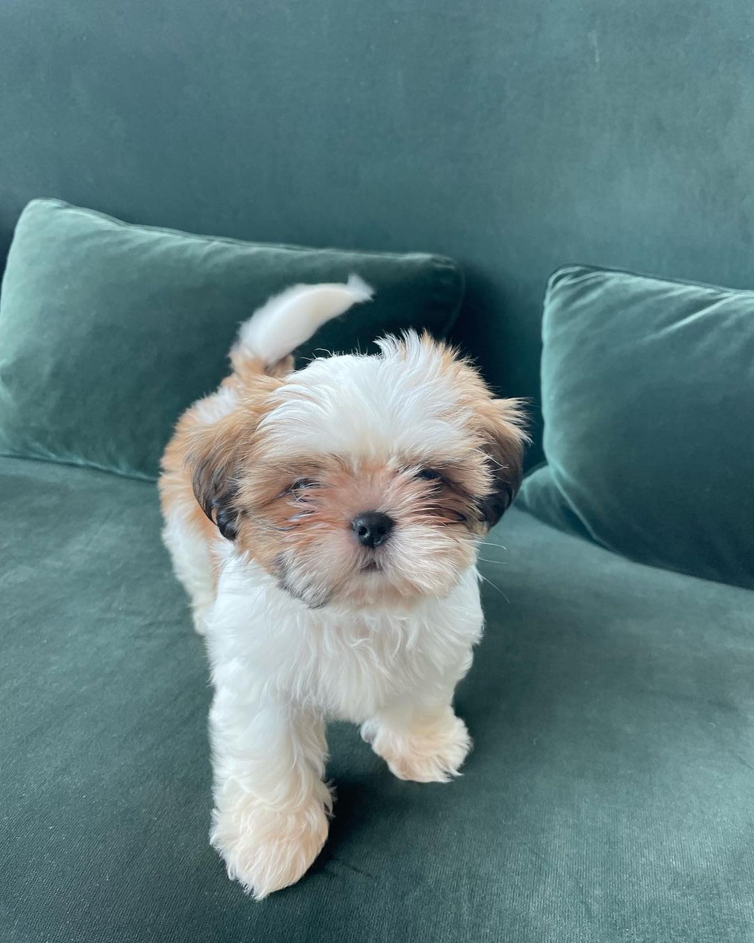 Nina, female Shih Tzu puppy for sale, healthy, affectionate, AKC registered, family-raised.