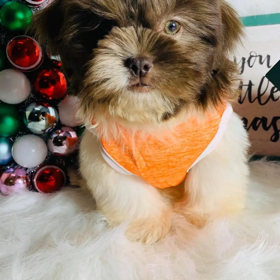 Rose female Shih Tzu puppy for sale, healthy, AKC registered, non-shedding, sweet.