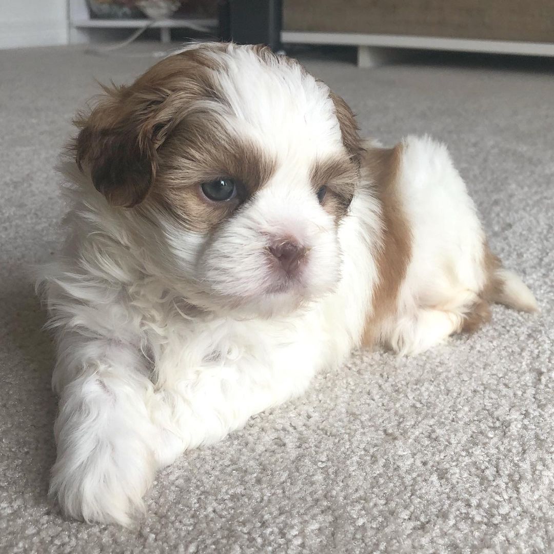 Trixie, female Shih Tzu puppy for sale, family-raised, AKC registered, no shedding, loving."
